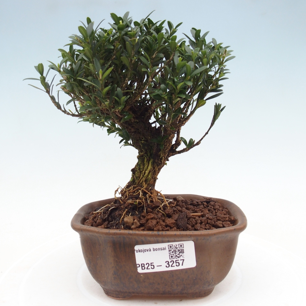 Izbové bonsaje - Buxus harlandii - korkový buxus