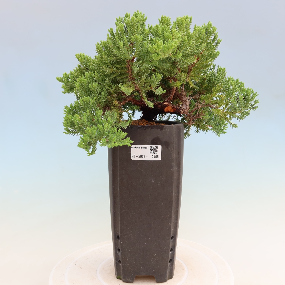 Vonkajší bonsai – Juniperus procumbens – Jalovec ležiaci