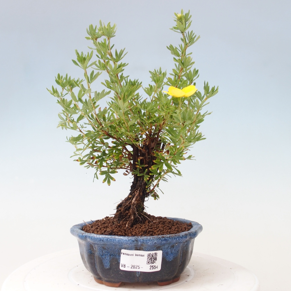 Vonkajšia bonsai-Nátržník krovitá - potentila fruticosa yellow Bird