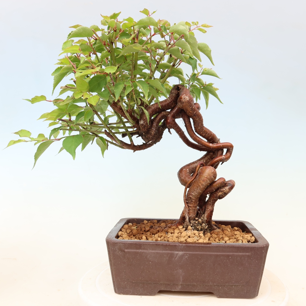Vonkajšie bonsaje – Japonská marhuľa – Prunus Mume