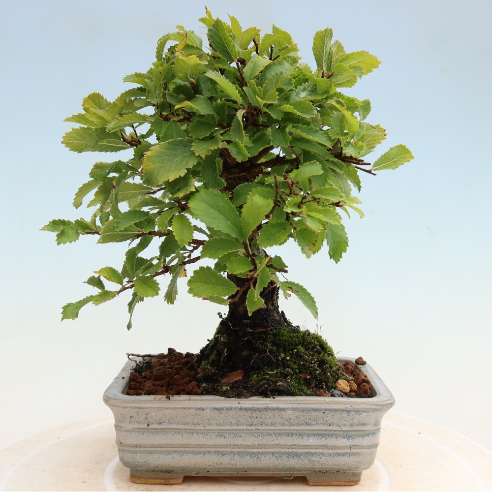 Vonkajšie bonsaje - Zelkova - Zelkova NIRE