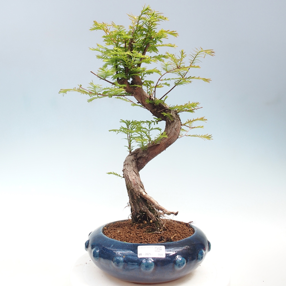 Vonkajšie bonsai - Metasequoia glyptostroboides - Metasekvoja Čínska
