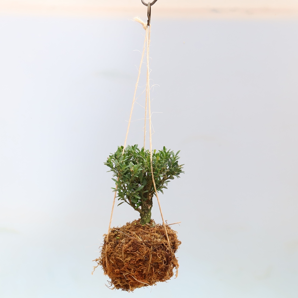 Kokedama v keramike – Buxus harlandii – korkový zimostráz