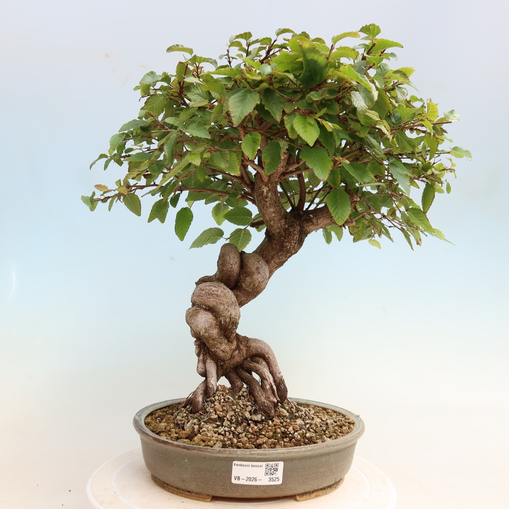Vonkajšie bonsaje -Carpinus CARPINOIDES - Hrab kórejský