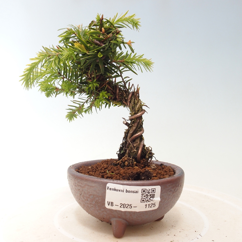 Vonkajší bonsai - Tsuga canadensis - Jedľovec