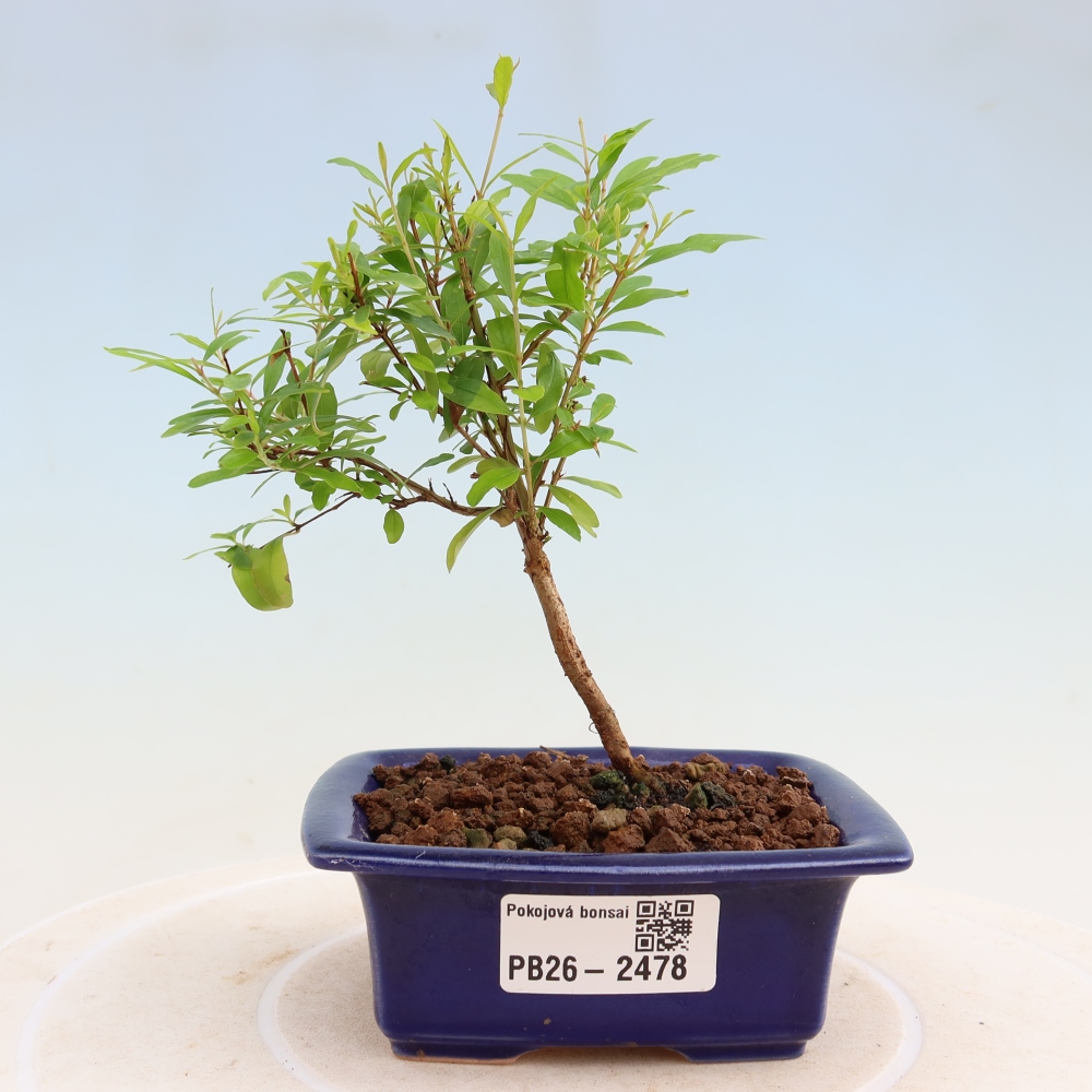Izbový bonsaj-PUNICA granatum nana-Granátové jablko