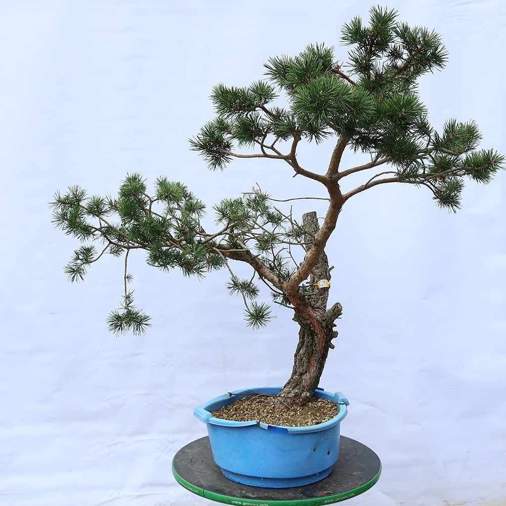 Pinus sylvestris Španielsko – borovica lesná