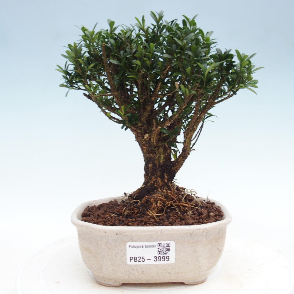 Izbové bonsaje - Buxus harlandii - korkový buxus