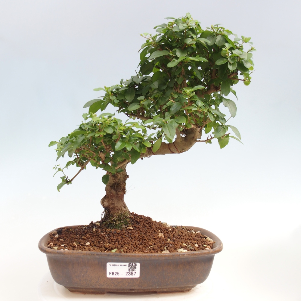 Izbová bonsai -Ligustrum chinensis - Vtáčí zob