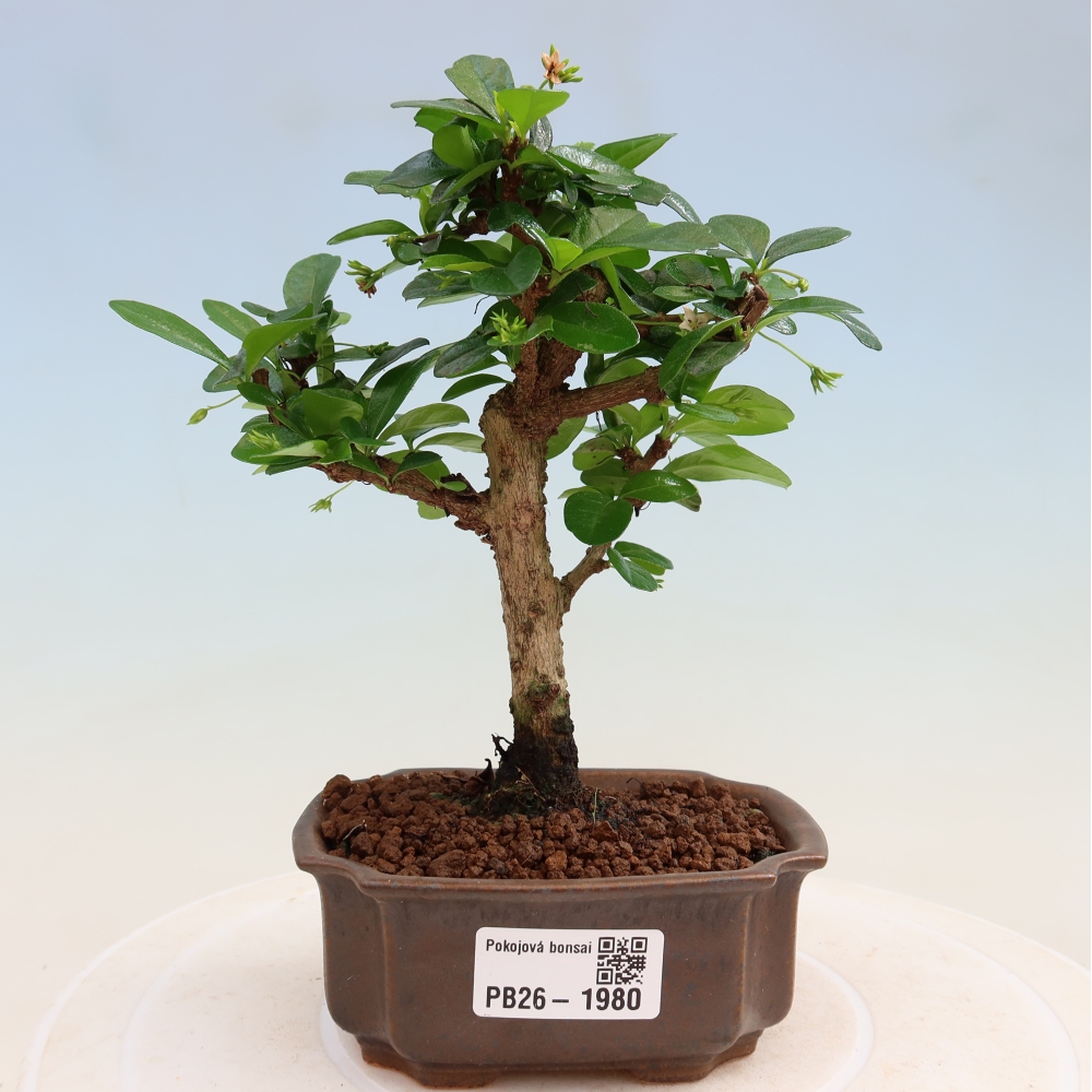 Izbové bonsaje - Carmona macrophylla - Tea fuki