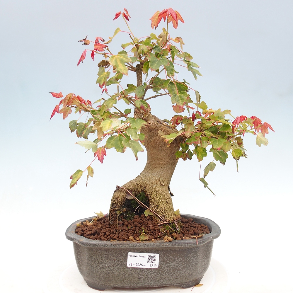 Vonkajšie bonsai - Javor Buergerianum - Javor Burgerův