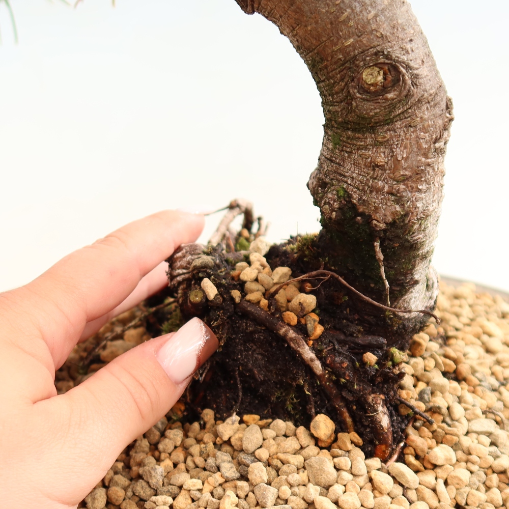 Vonkajšie bonsaje – Pinus mugo Humpy – borovica krivá