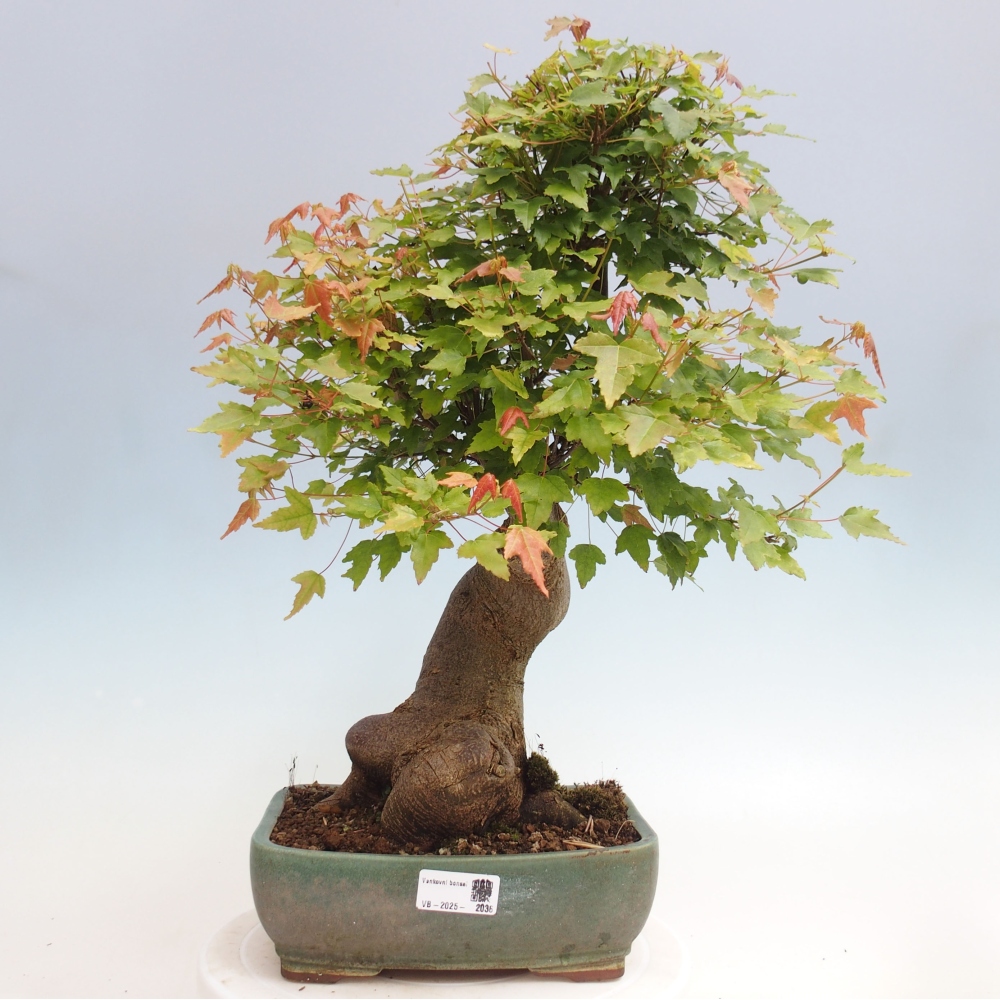 Vonkajšie bonsai - Javor Buergerianum - Javor Burgerův