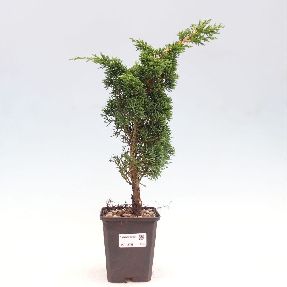 Vonkajšie bonsai - Juniperus chinensis Kishu -Jalovec čínsky
