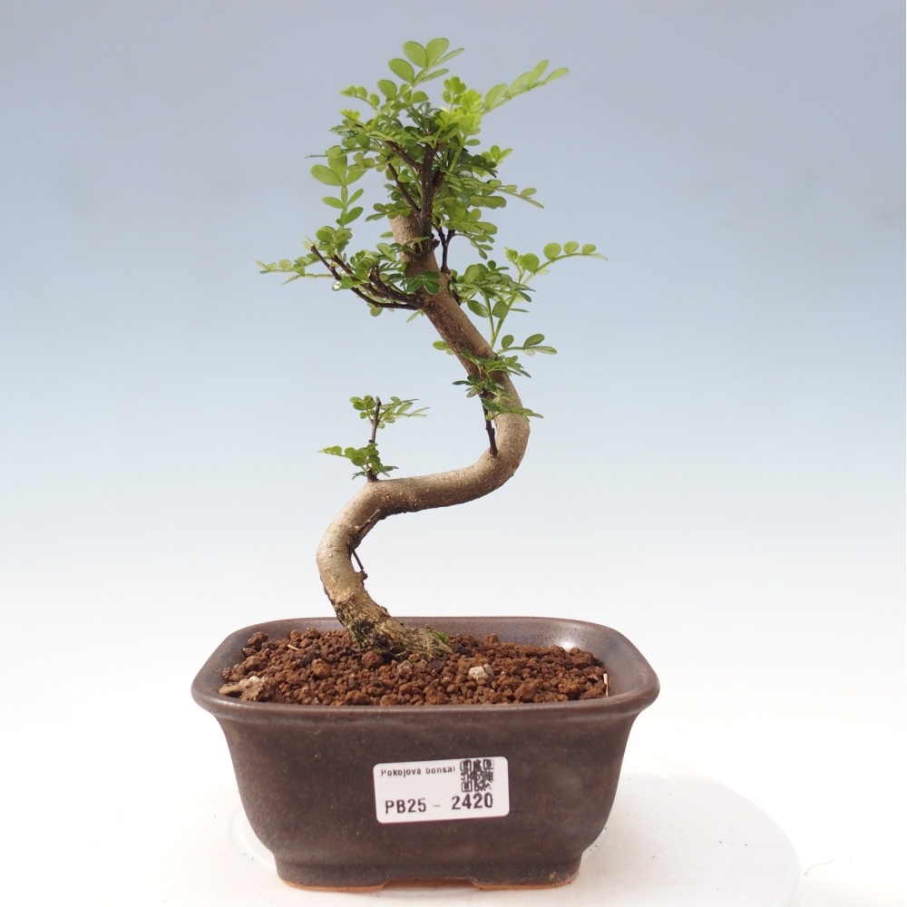 Izbová bonsai - Zantoxylum piperitum - korenistý