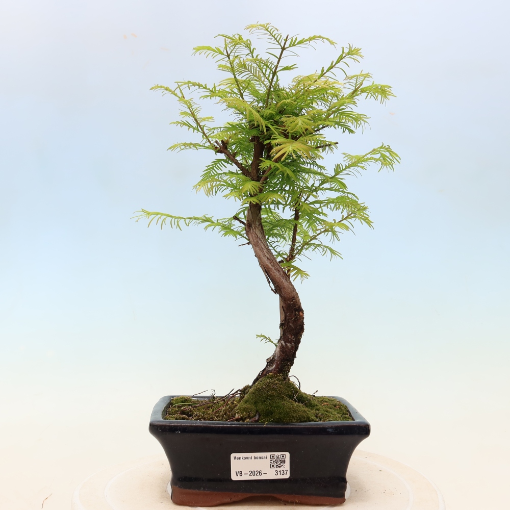 Vonkajšie bonsaje - Metasequoia glyptostroboides - čínska metasekvoja
