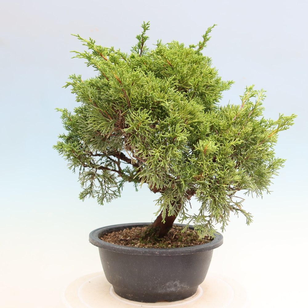 Vonkajší bonsai – Juniperus chinensis Itoigawa – čínsky jalovec