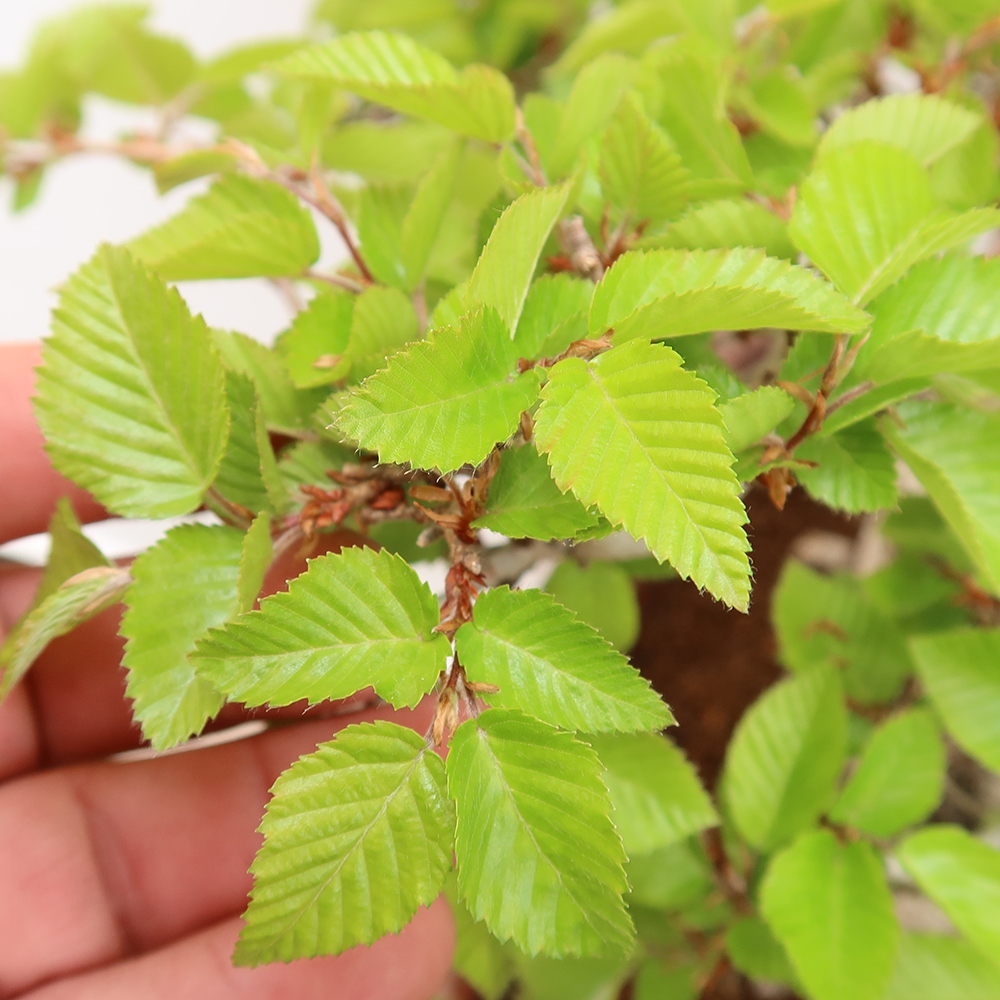 Vonkajší bonsai -Carpinus Coreana - Hrab kórejský