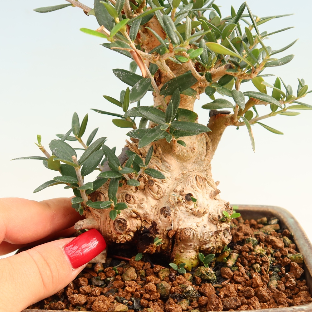 Izbový bonsaj - Olea europaea sylvestris