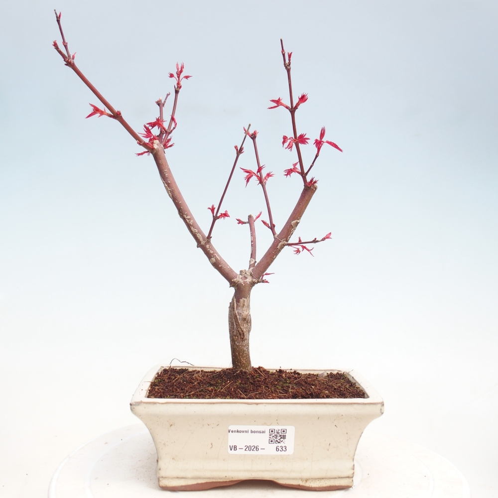 Vonkajšie bonsai - Javor dlaňolistý - Acer palmatum DESHOJO