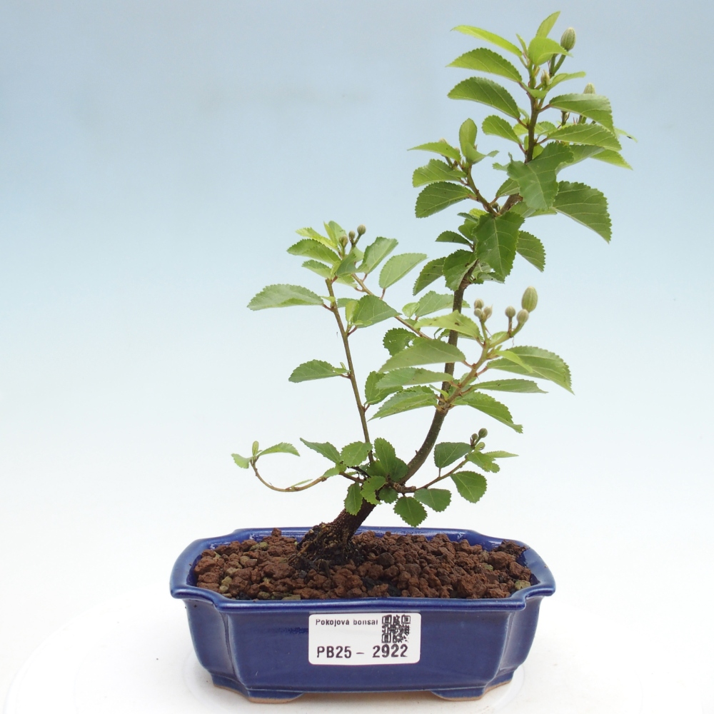 Izbová bonsai - Grewia occidentalis - Hviezdica levanduľová