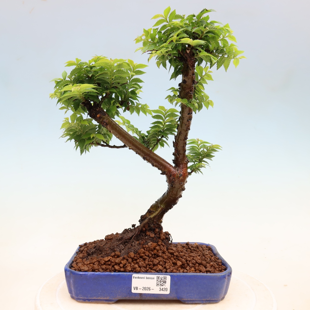 Vonkajší bonsai – Ulmus Jacqueline Hillier – jaseň nádherný