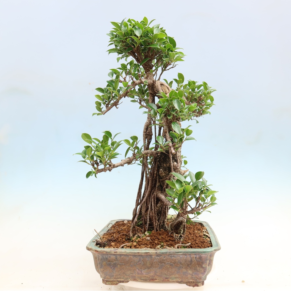Izbové bonsaje - Ficus kimmen - drobnolistý fikus