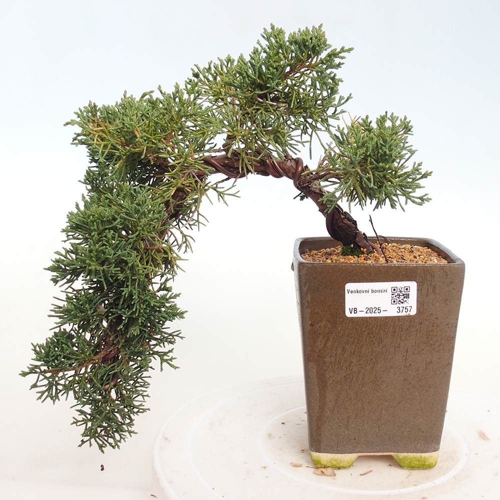 Vonkajší bonsaj - Juniperus chinensis Kishu