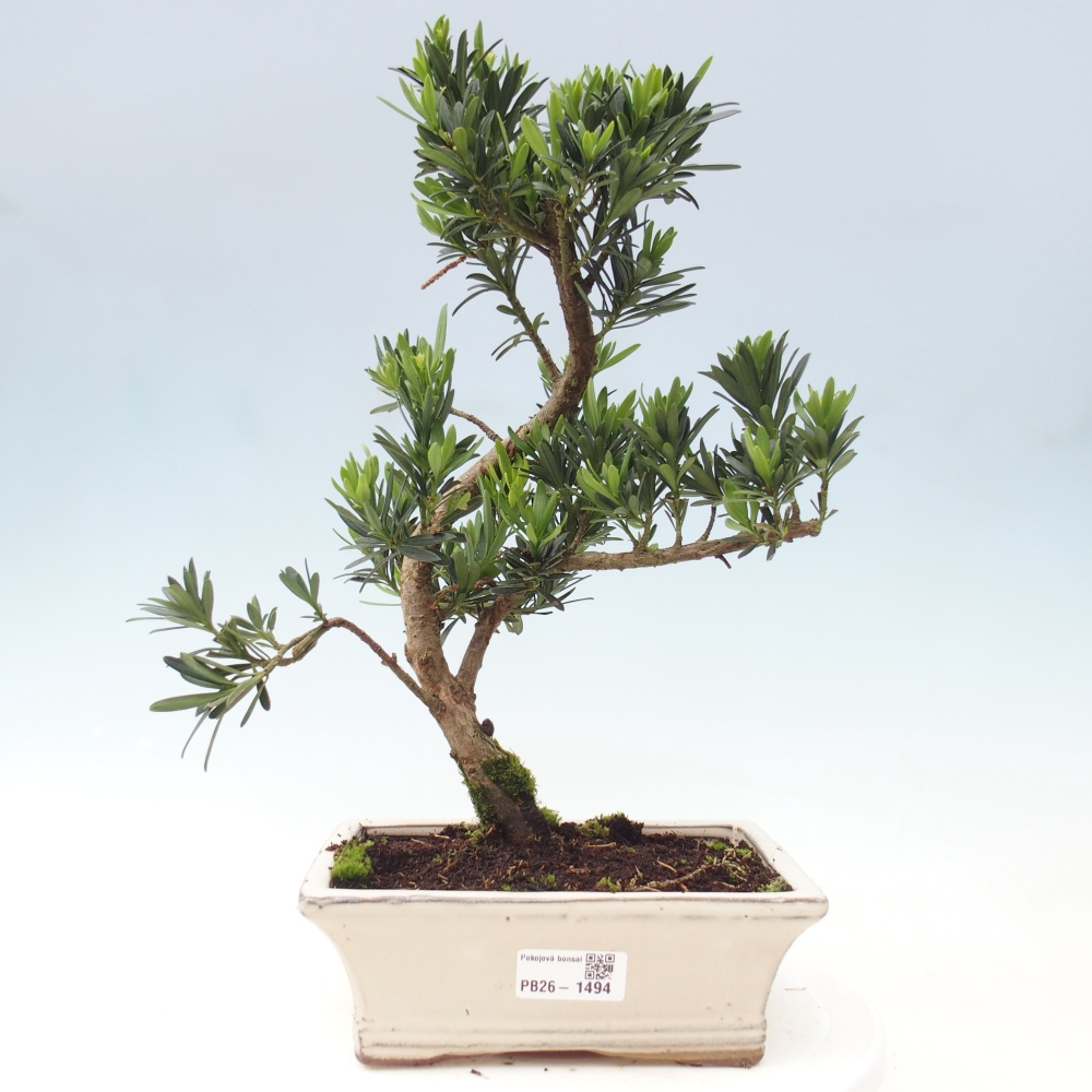 Izbové bonsaje - Podocarpus - Kamenný tis