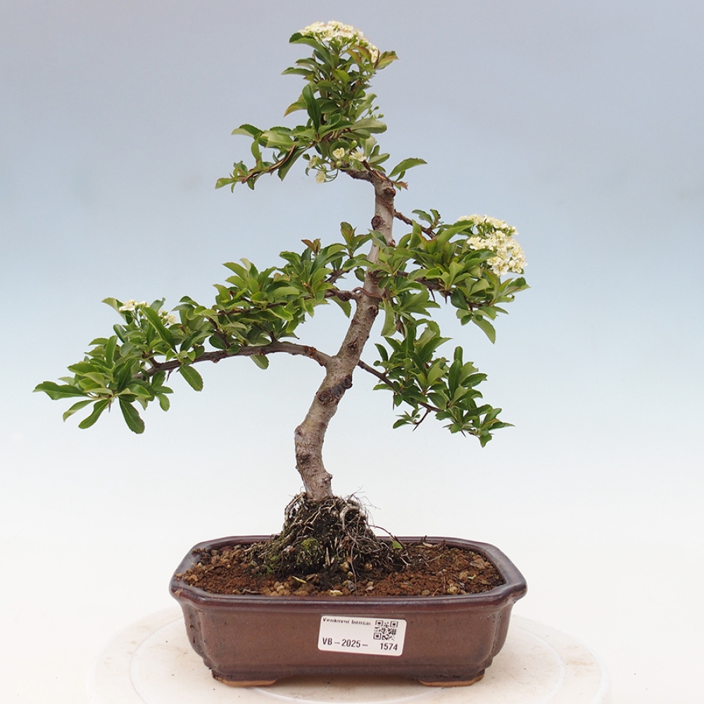Vonkajšia bonsai-Pyracanta Teton -Hlohyně