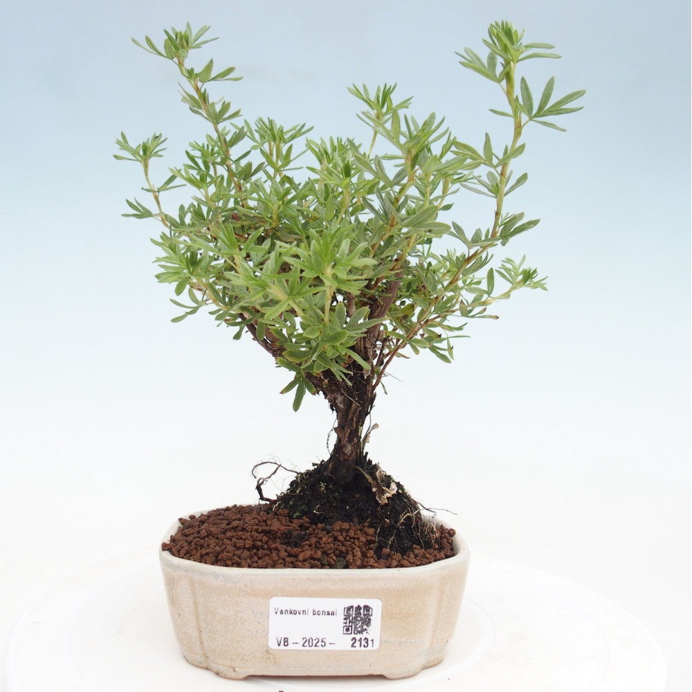 Vonkajšia bonsai-Nátržník krovitá - potentila fruticosa yellow Bird