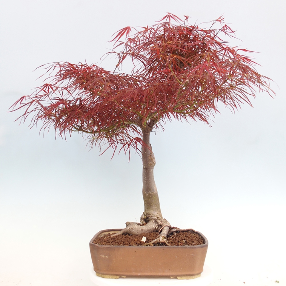 Vonkajší bonsai - Javor dlanitolistý - Acer palmatum RED PYGMY
