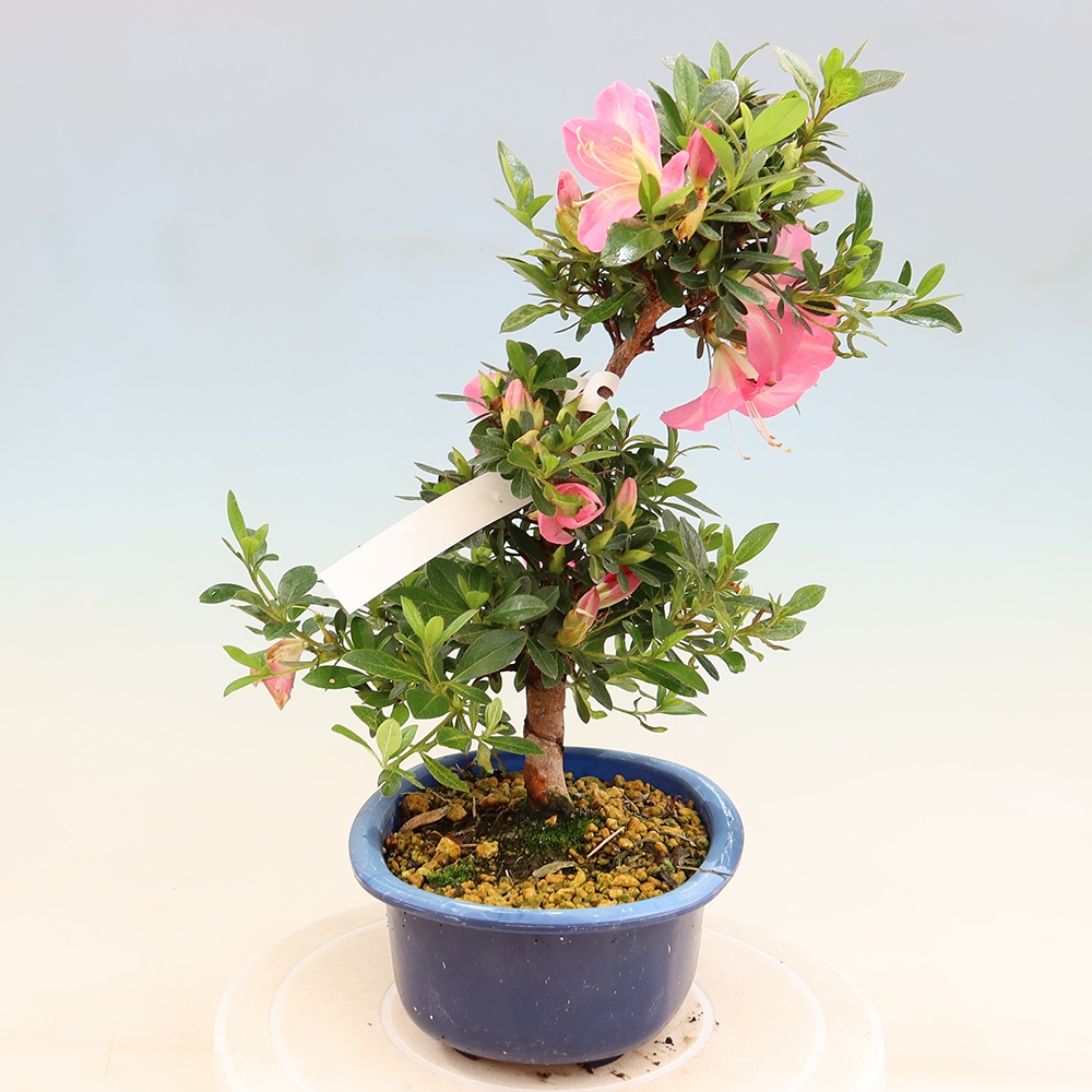 Vonkajšie bonsaje - Japonské azalky - Azalea Santoka