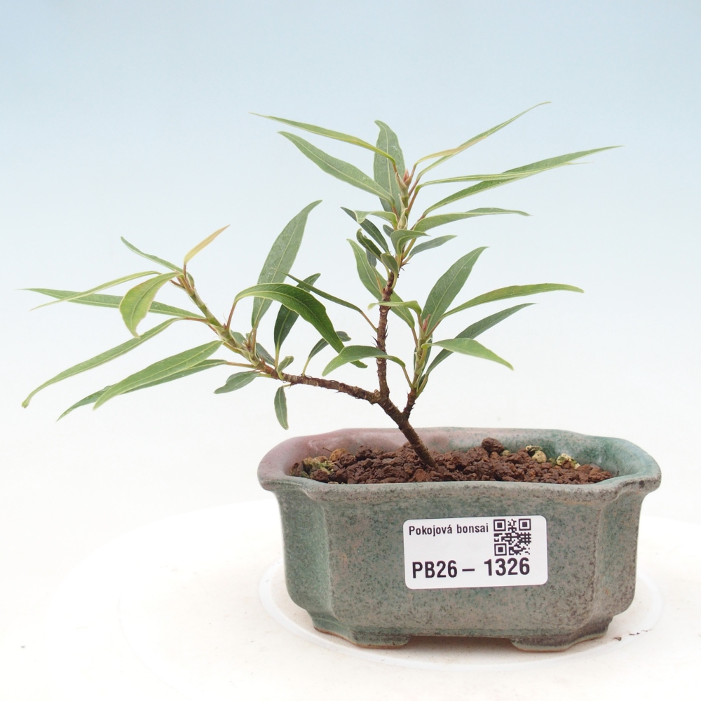 Izbové bonsaje - Ficus nerifolia - fíkus drobnolistý