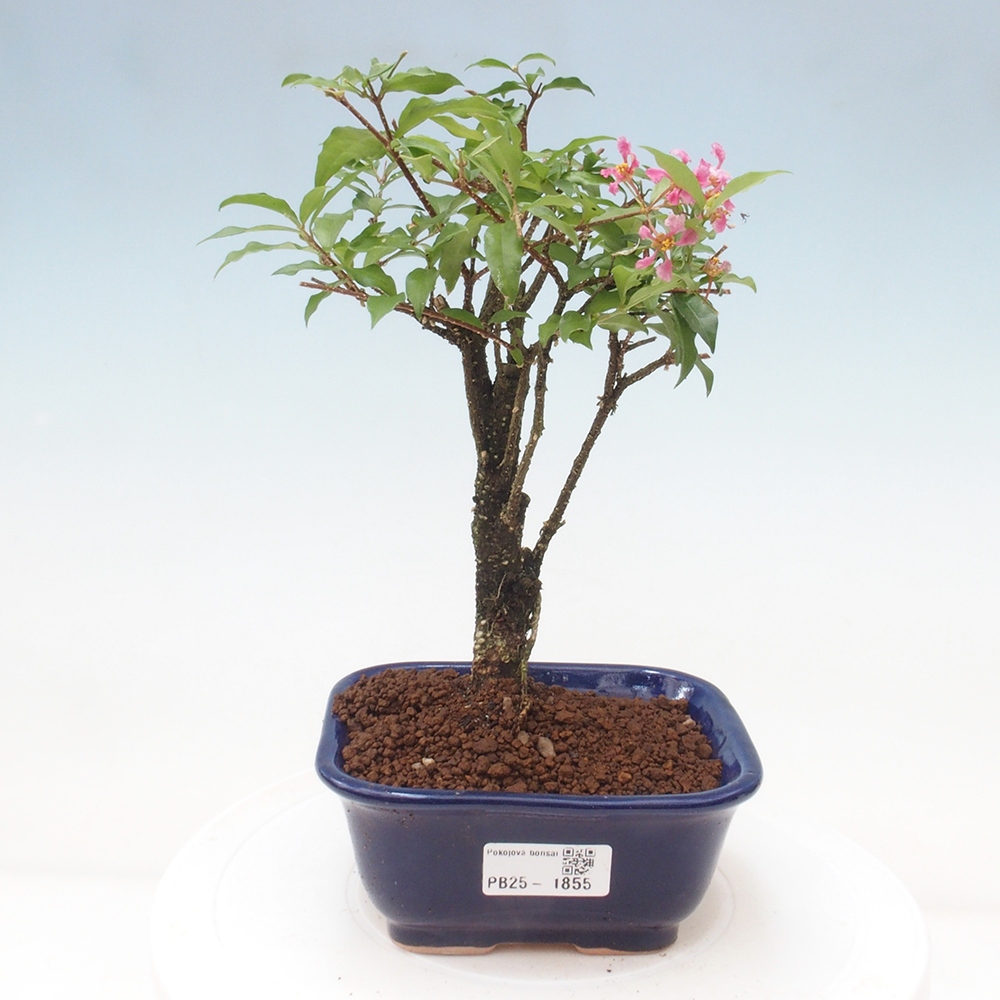 Izbová bonsai - Malpighia coccigera- Barbdorská čerešňa