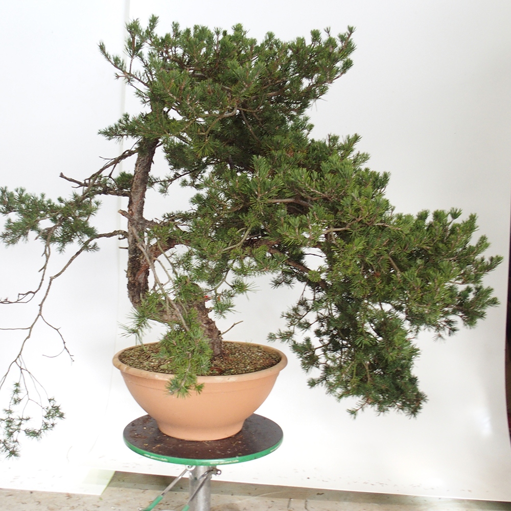 Yamadori - Pinus sylvestris Španielsko