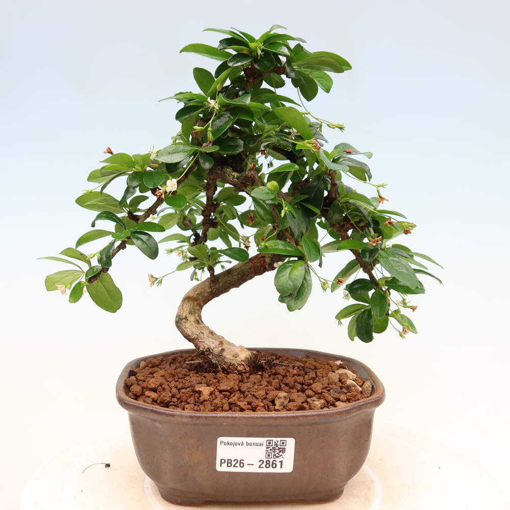 Izbové bonsaje - Carmona macrophylla - Tea fuki