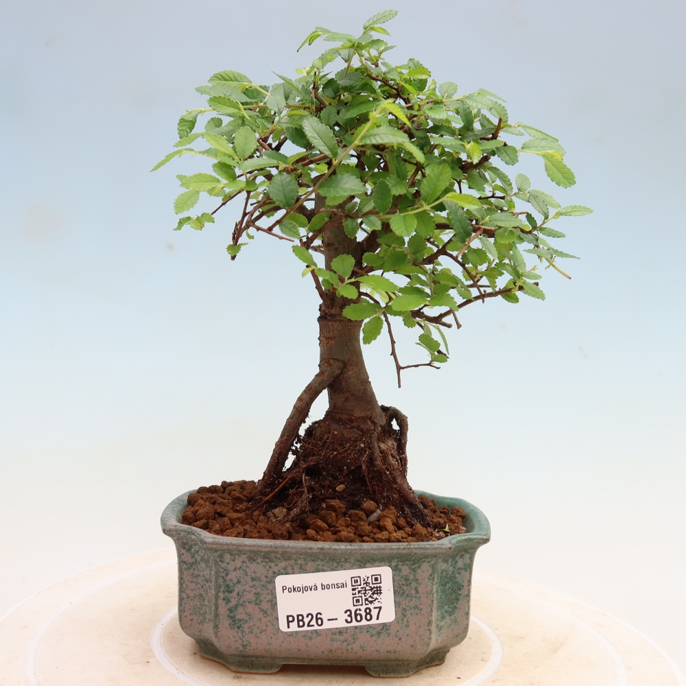 Izbový bonsaj - Ulmus parvifolia - brest malolistý
