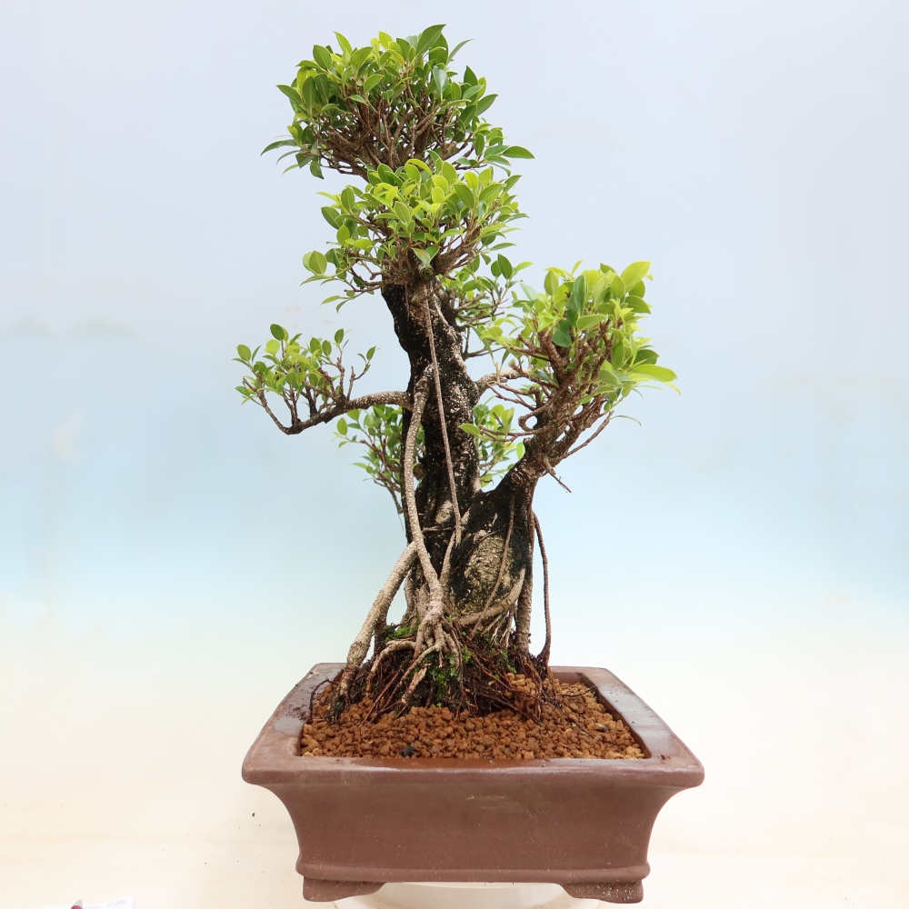 Izbové bonsaje - Ficus kimmen - drobnolistý fikus