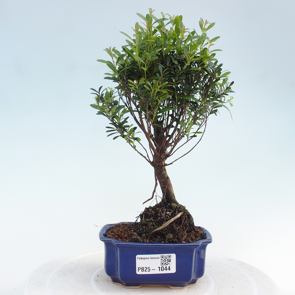 Izbová bonsai - Syzygium - pimentovníka