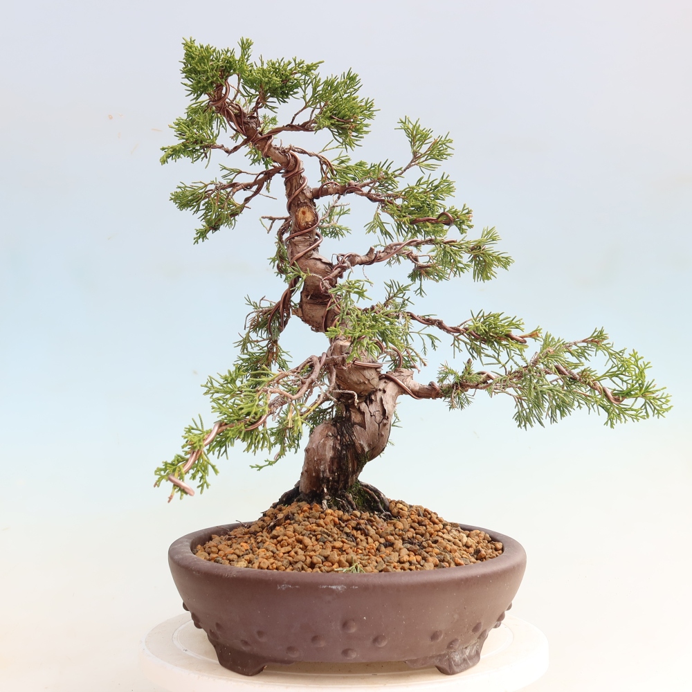Vonkajší bonsai – Juniperus chinensis Itoigawa – čínsky jalovec