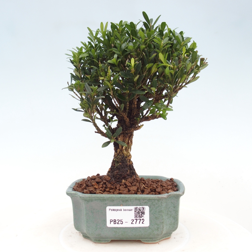 Izbová bonsai - Buxus harlandii -korkový buxus