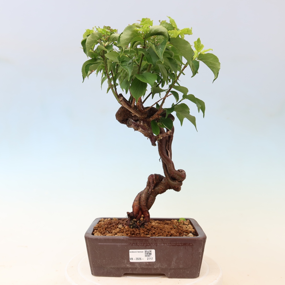 Vonkajšie bonsaje – Japonská marhuľa – Prunus Mume