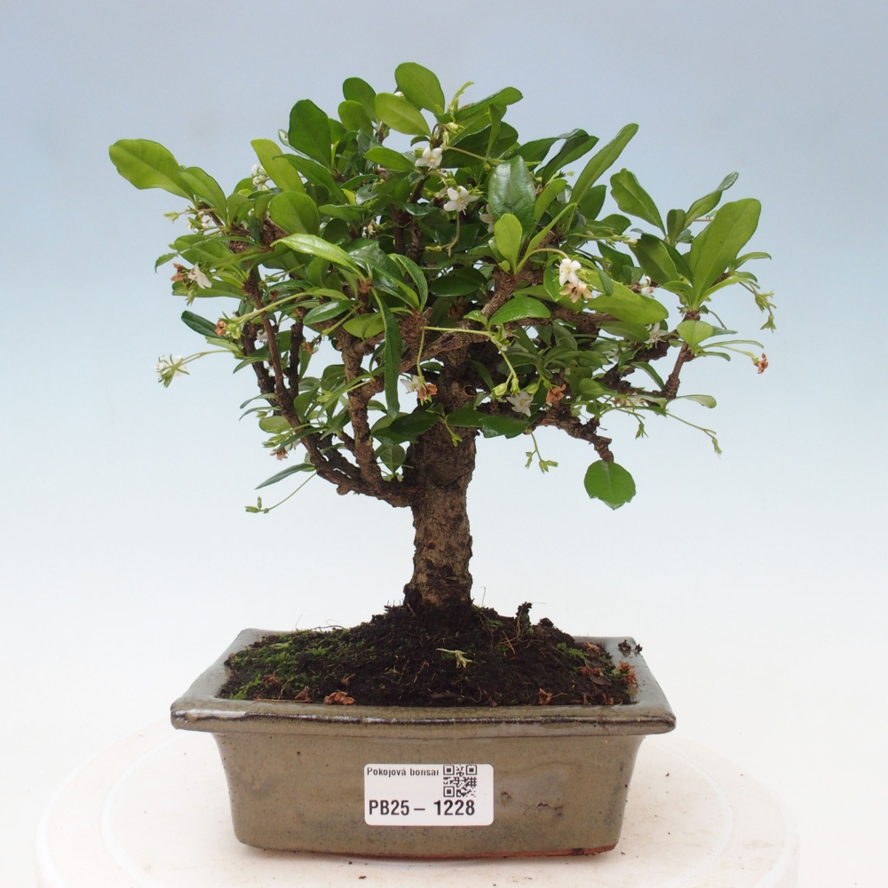 Izbová bonsai - Carmona macrophylla - Čaj fuki