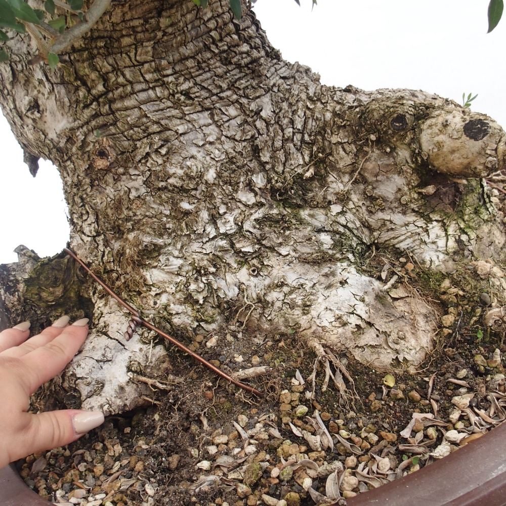 Izbová bonsai - Olea europaea sylvestris -Oliva evropská drobnolistá