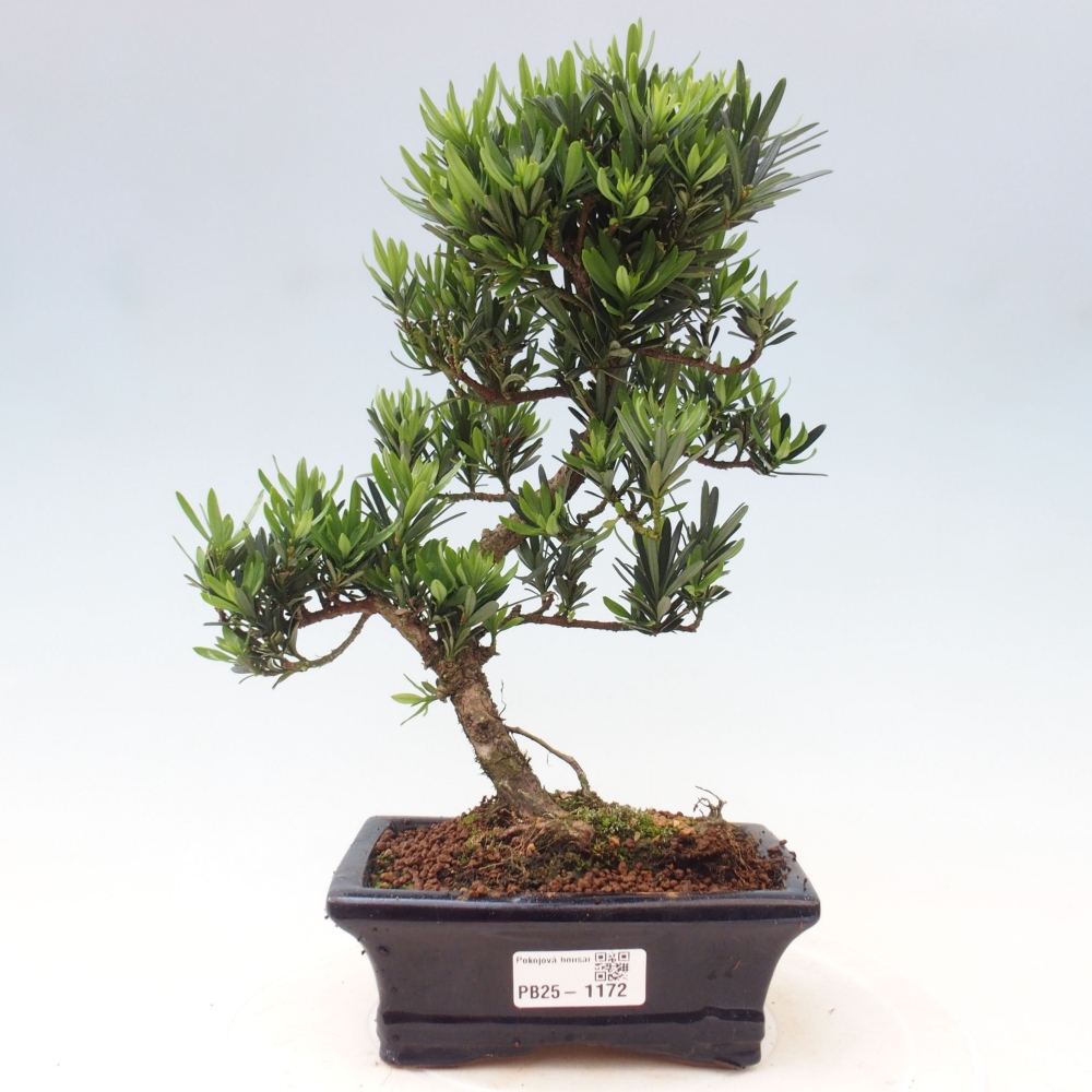 Izbová bonsai - Podocarpus - Kamenný tis