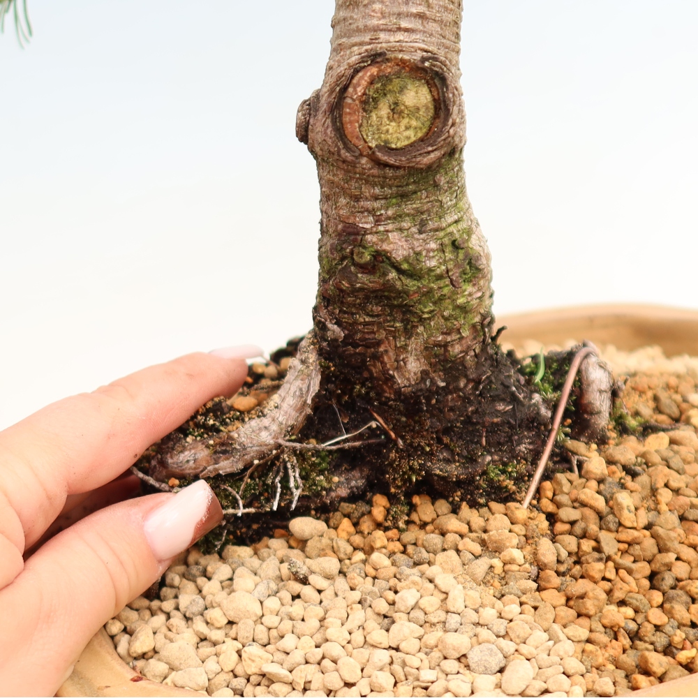 Vonkajšie bonsaje – Pinus mugo Humpy – borovica krivá