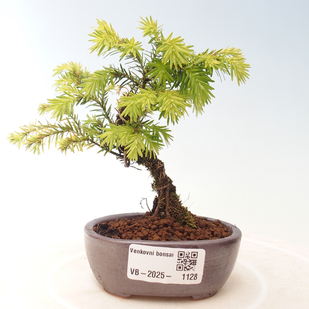 Vonkajší bonsai - Tsuga canadensis - Jedľovec