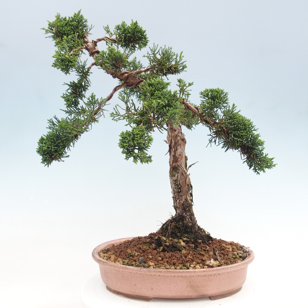 Vonkajšie bonsai - Juniperus chinensis Kishu -Jalovec čínsky