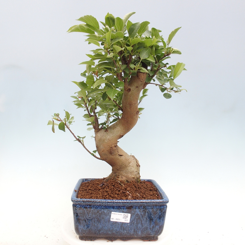 Vonkajší bonsai -Malus halliana - Maloplodá jabloň